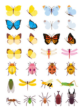 various types of insect illustrations