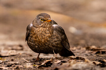 Trush, bird in detail, wildlife
