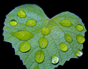 closeup and detailed Macro of water drop droplets on a vine leaf