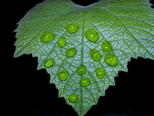 closeup and detailed Macro of water drop droplets on a vine leaf