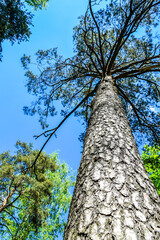 Pine tree in the park