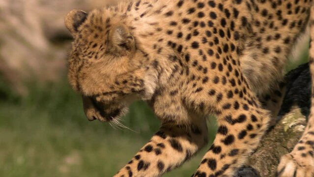cheetah sharpening his claws on a tree in super slow motion