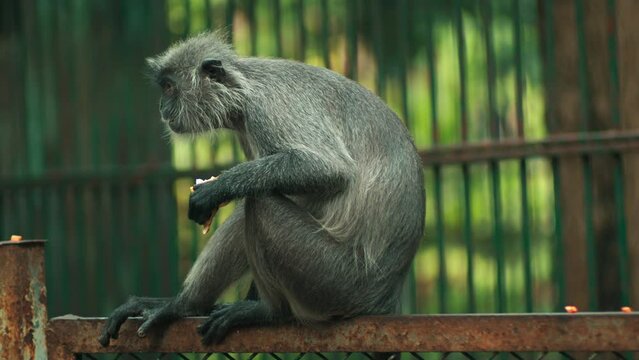 The monkey is eating cake outside the cage. Handheld shot