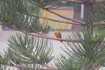 Fototapete bei efototapeten.de bestellen   