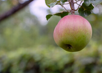 Tasty red apple ripening on the tree in the garden on the sunset light
