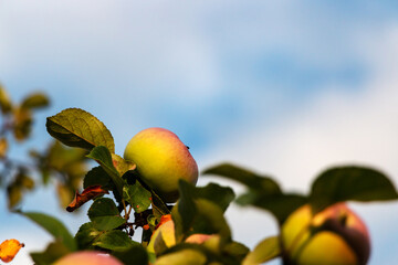 Tasty red apple ripening on the tree in the garden on the sunset light