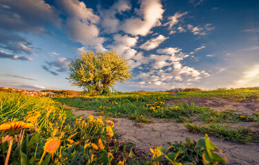 Blooming hawthorn bush on a green lawn with yellow dandelion. Spectacular spring sunrise in...