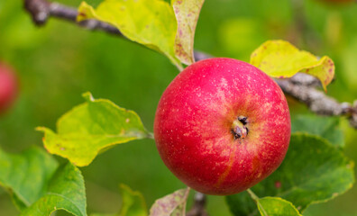 Tasty red apple ripening on the tree in the garden on the sunset light