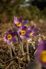 Dream-grass or Pulsatilla patens blooms in spring in the forest in the mountains. Close-up, natural spring background. Delicate, fragile flowers in selective focus. The most beautiful purple flower - 766820437