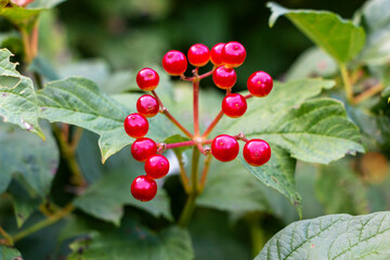Juicy red viburnum berries ripen on a branch outdoors against a background of green foliage