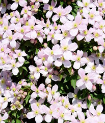 Clematis with pink flowers in the garden in spring, hedge plant, climbing plant