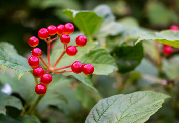 Juicy red viburnum berries ripen on a branch outdoors against a background of green foliage