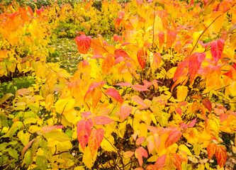 Obraz premium autumn leaves background