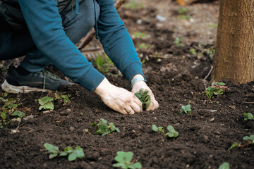 gardening, transplanting strawberries into open ground