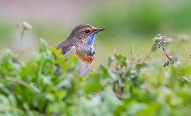 Obraz premium Bluethroat (Luscinia svecica) is a passerine bird that feeds on invertebrates and insects on the edges of small water holes close to wetlands. It is seen in Asia, Europe and Africa.