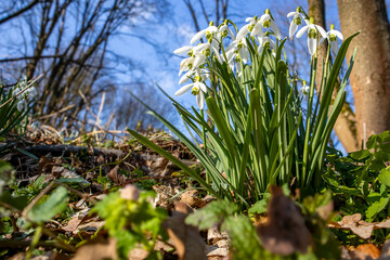 Frühlingserwachen im Selketal Harz blühende Schneeglöckchen