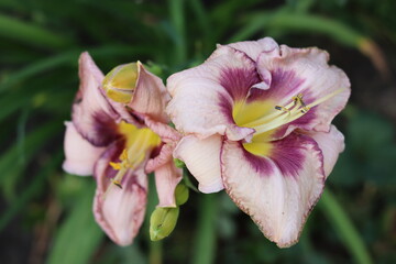 Fototapeta premium Beautiful purple daylilies. Flowers. Close-up. Selective focus. Copyspace