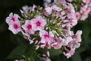 Phlox drumunda. Beautiful pink flowers on a blurred green background. Close-up. Selective focus. Copyspace