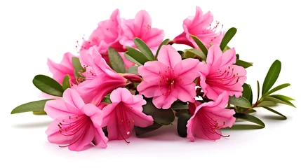 Zelfklevend Fotobehang Azaleas flowers with leaves Pink flowers isolated on white background  © Shahzaib