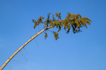 gebogener Windschiefer Baum gegen blauen Himmel