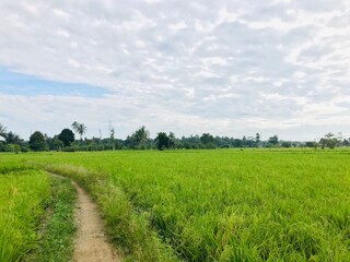 Rice field green grass natural view morning