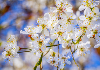 Obraz premium Winter flowers in the spring on a beautiful backdrop .
