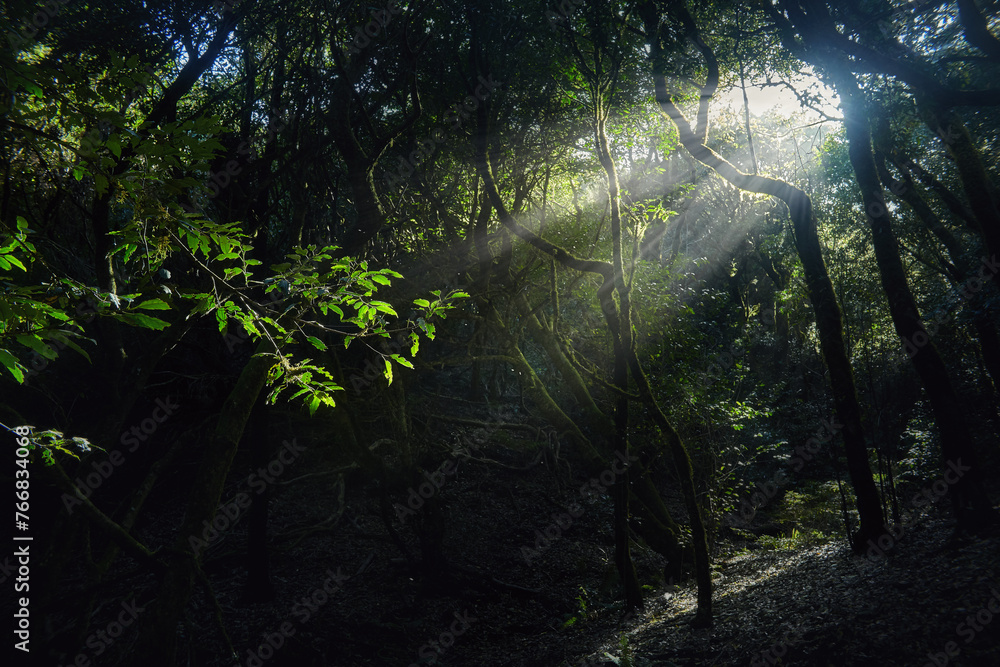 Poster suns rays filter through the dense canopy of trees in the forest, creating a dappled light effect on