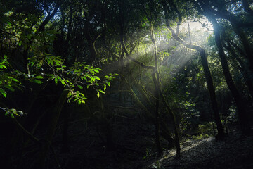 Suns rays filter through the dense canopy of trees in the forest, creating a dappled light effect on the forest floor