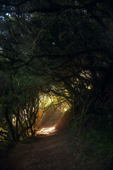 Mysterious trail snakes through dense woods opening to a bright clearing, casting a twilight glow