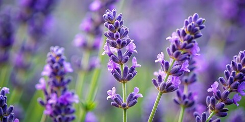 Lavender Flowers in Closeup - Aromatherapy Concept
