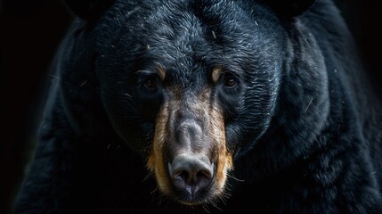 observing an aggressive black bear up close in its dark wilderness