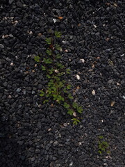 small tree grow on stone floor texture. Plants grow on pebbles ground. Nature background concept from beach for an industrial. 
