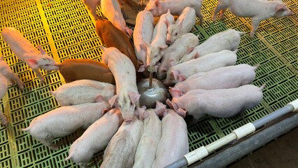 새끼돼지, 돼지, 젖, 포유자돈, 자돈, 화목한, 가축, 행복, 농장