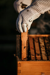 Close-up of a beekeeper's hands delicately extracting honey from frames in nature