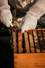Close-up of a beekeeper's hands delicately extracting honey from frames in nature