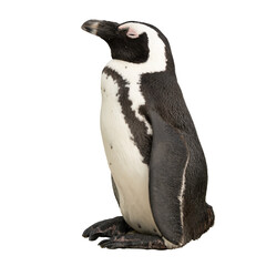 penguin on a white background