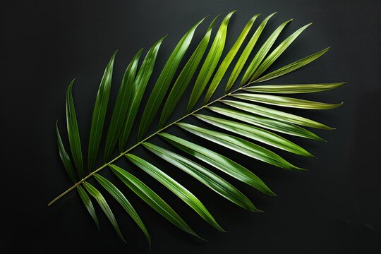 Beautiful green palm leaf isolated on black background