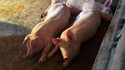 돼지, 육성돈, 자돈, 화목한, 가축, 행복, 농장