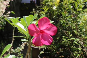 Close up pink Adenium obesum flower in nature garden. Impala Lily Adenium Adenium obesum.