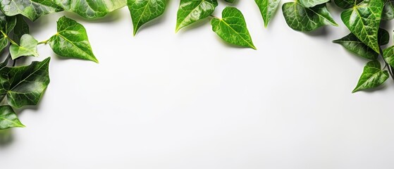   A serene image of lush green foliage atop a pristine white background, providing ample room for text placement below