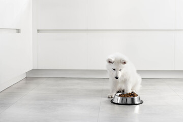 White Swiss Shepherd puppy eating dry food from a metal bowl in a modern white kitchen. Food...