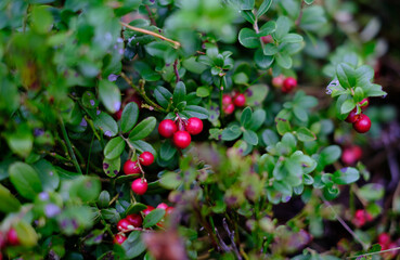 Close-up of a cluster of ripe red berries on a green bush. Ideal for nature photography or food backgrounds