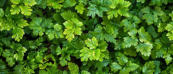   Green plant close-up with plenty of foliage in center and top plant at focal point