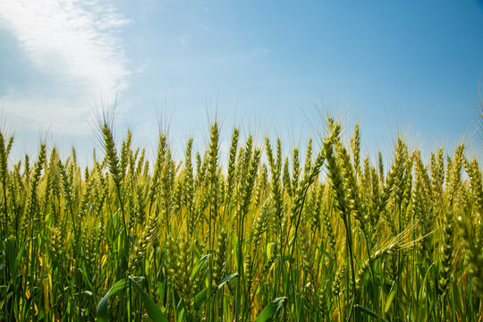 九州福岡の小麦畑