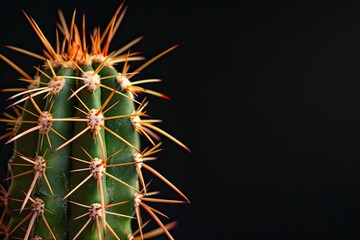 Close up of thorns on cactus isolated on black background - obrazy, fototapety, plakaty