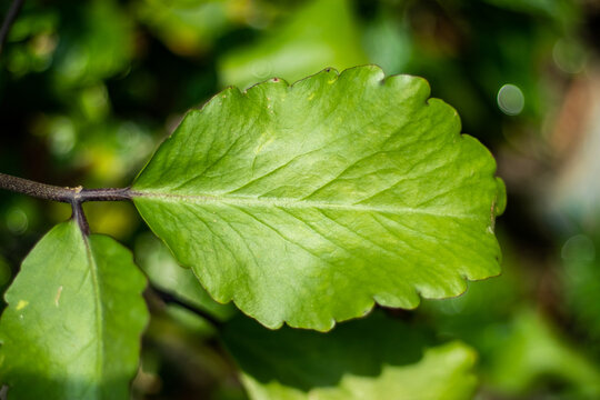 Kalanchoe pinnata, cathedral bells, pathor kuchi, air plant, and life plant, miracle leaf