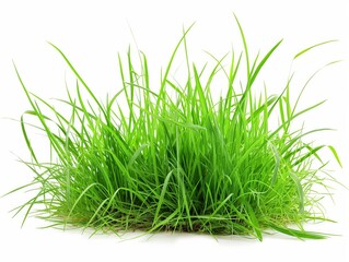 Lush, vibrant green grass clump isolated on a clean white background, symbolizing growth and nature.