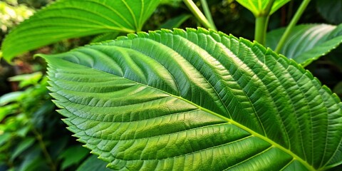 Closeup Shot of Fresh Green Leaf of Exotic Plant - Botanical Background