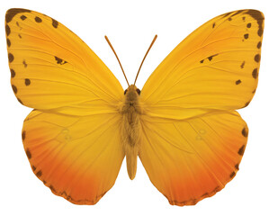 Yellow Butterfly PNG Element for Design, Macro, Studio Shot, Die-Cut, Isolated.