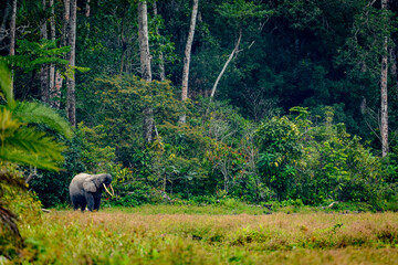 African forest elephant (Loxodonta cyclotis). Odzala-Kokoua National Park. Cuvette-Ouest Region....
